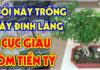 The Power of the Dinh Lang Plant: Guarding Your Wealth, A Strategic Placement