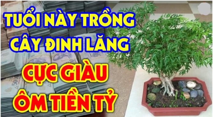 The Power of the Dinh Lang Plant: Guarding Your Wealth, A Strategic Placement