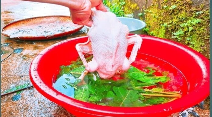 The Ultimate Guide to Plucking Duck Feathers: A Speedy Home Hack