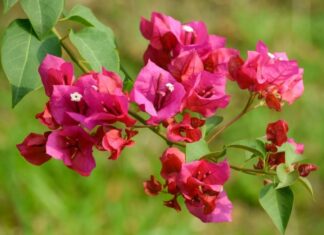 The Secret to a Blooming Bougainvillea: Clear Water and a Special Ingredient.