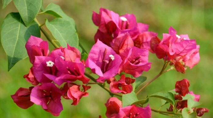 The Secret to a Blooming Bougainvillea: Clear Water and a Special Ingredient.