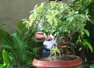 The Magic of the Fig Tree: Unveiling Ancient Secrets for Prosperity