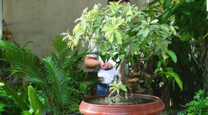 The Magic of the Fig Tree: Unveiling Ancient Secrets for Prosperity