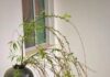 The 4 Types of Plants That Can Bring Bad Luck to Your Home: A Superstition You Shouldn’t Ignore