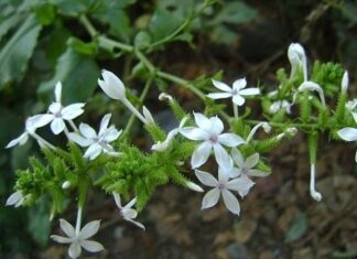 3 Types of Plants That Snakes Absolutely Adore – Get Rid of These to Keep Your Family Safe