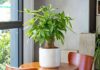The Feng Shui Master’s Tip: “Attract Wealth and Prosperity: 5 Lucky Plants for Your Living Room”