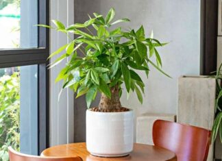 The Feng Shui Master’s Tip: “Attract Wealth and Prosperity: 5 Lucky Plants for Your Living Room”