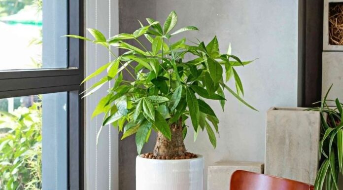 The Feng Shui Master’s Tip: “Attract Wealth and Prosperity: 5 Lucky Plants for Your Living Room”