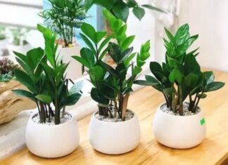 The Ancient’s Advice: “The Four Trees in the Living Room that Bring Wealth to Your Home”