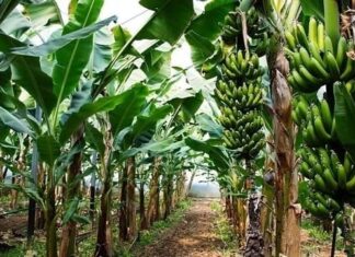 The Ancient Wisdom: 4 Plants to Avoid for Prosperity and Protection