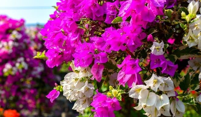 “The Magic of a Trumpet Creeper: Unlocking Prosperity with a Vibrant Floral Display”