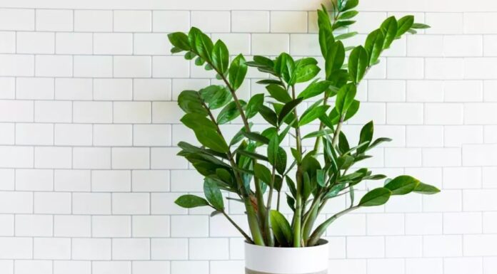 The Money Tree’s Favorite Drink: Regular Watering Brings an Abundance of Lush New Growth and a Constant Flow of Cash.