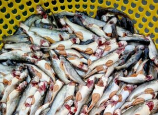 The Elusive Ca Mau Specialty Fish: A Seasonal Delicacy that Has Women in a Flurry to Avoid Missing Out.