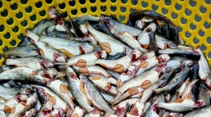 The Elusive Ca Mau Specialty Fish: A Seasonal Delicacy that Has Women in a Flurry to Avoid Missing Out.