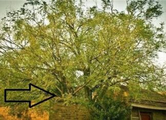 The Ancestors’ Wise Words: “Never Fell These 3 Trees, No Matter How Poor You Are, For Your Descendants Will Reap Great Fortune”