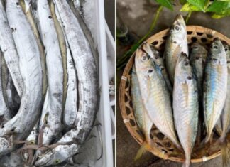 7 Types of Fish With Sweet Flesh, Few Bones, and Omega-3s to Rival Salmon — All at a Fraction of the Price.