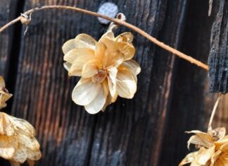 The Ancient’s Warning: “Keep These 5 Things Out of Your Home or Risk Calamity and Debt”