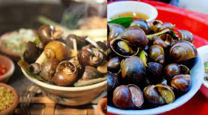 “Superstition’s Snail Snack: An Ancient Warning for Modern Times”