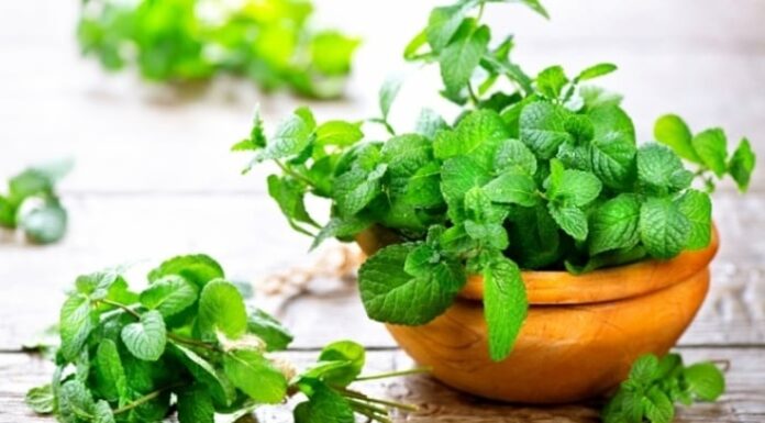 The Green Thumb’s Delight: Four Fragrant, Tasty, and Healthy Houseplants that are Easy to Grow