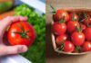 Why You Shouldn’t Store Tomatoes in the Fridge: The Right Way to Keep Them Fresh for Weeks.