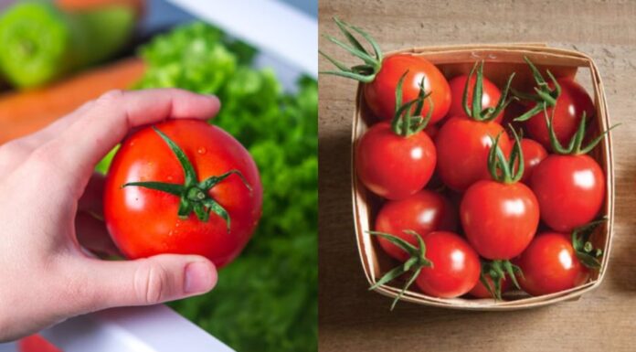 Why You Shouldn’t Store Tomatoes in the Fridge: The Right Way to Keep Them Fresh for Weeks.