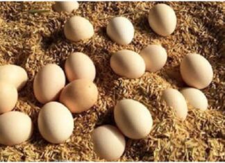 The Ultimate Guide to Egg Storage: Emulating the Japanese Method of Keeping Eggs Fresh for a Year Without Refrigeration