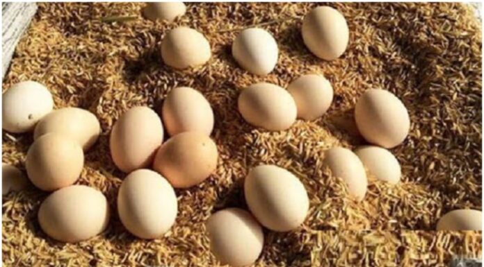 The Ultimate Guide to Egg Storage: Emulating the Japanese Method of Keeping Eggs Fresh for a Year Without Refrigeration