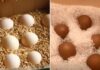 The Ancient Egg-Preservation Secret: Keep Eggs Fresh for Weeks Without Refrigeration