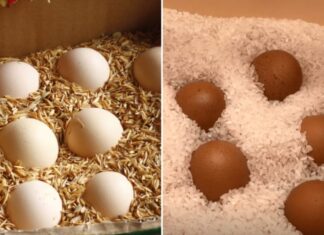 The Ancient Egg-Preservation Secret: Keep Eggs Fresh for Weeks Without Refrigeration