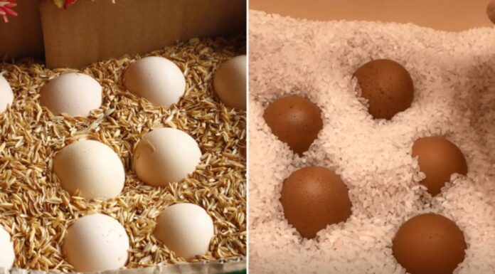 The Ancient Egg-Preservation Secret: Keep Eggs Fresh for Weeks Without Refrigeration