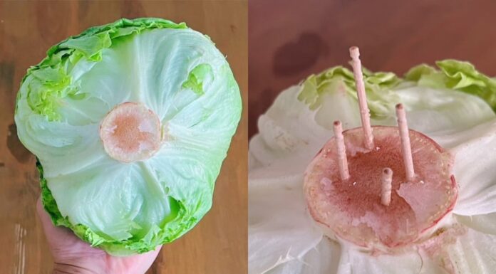 The Secret to Keeping Lettuce Fresh for a Week: A Toothpick’s Tale
