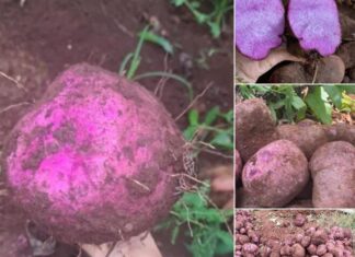 “Underground Delicacy”: A Former Poor Man’s Treat, Now a City’s Specialty with a Unique Flavor, 70,000 VND/kg.