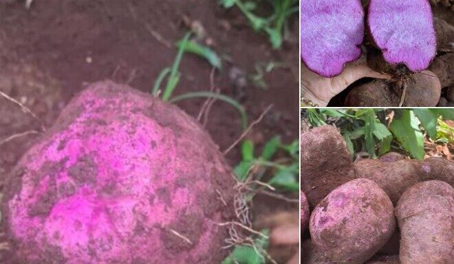“Underground Delicacy”: A Former Poor Man’s Treat, Now a City’s Specialty with a Unique Flavor, 70,000 VND/kg.
