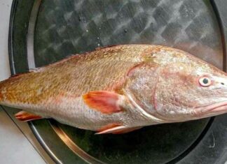 The Forgotten Delicacy: Unveiling a Neglected Treasure with Unique Flavors and Nutritional Benefits