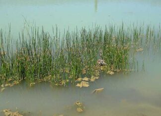 “A Heavenly Delicacy, Literally: The Aquatic ‘Deer’ That’s Taking Vietnam by Storm”