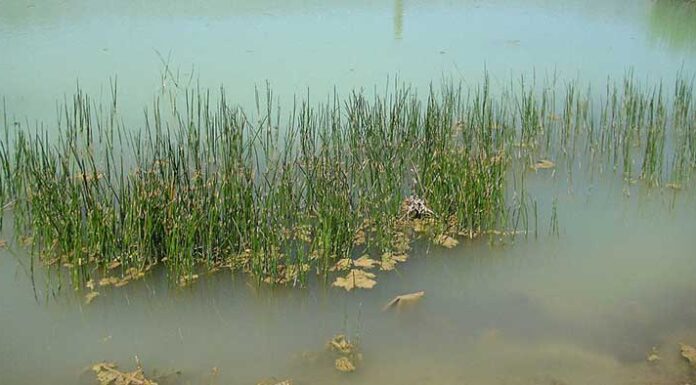 “A Heavenly Delicacy, Literally: The Aquatic ‘Deer’ That’s Taking Vietnam by Storm”