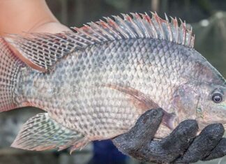 3 Types of Fish That Are Prone to High Levels of Heavy Metal Contamination, and the First One Is a Common Dish in Vietnam