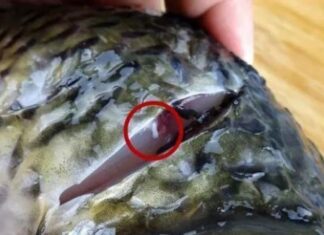 The Secret to Reducing Fish Odor: Remove This Vein!
