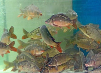 The Ultimate Guide to Storing Fresh Fish at Home: Keep Your Catch Tasty and Safe