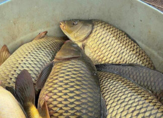 The Ultimate Guide to Parasite-Prone Fish: A Cautionary Tale for the Unwary Shopper and Chef