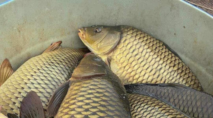 The Ultimate Guide to Parasite-Prone Fish: A Cautionary Tale for the Unwary Shopper and Chef