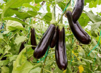 The Ultimate Guide to Eggplant Shopping: Four Tips for Picking the Perfect Purple Produce