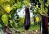 “The Great Eggplant Conundrum: Straight or Curvy, Which is the Better Buy?”