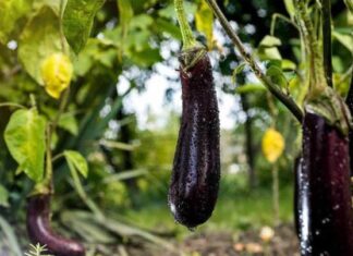 “The Great Eggplant Conundrum: Straight or Curvy, Which is the Better Buy?”