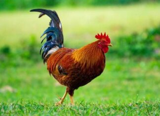 The Golden, Succulent Tribute: A Flawless, Eye-Catching Poached Chicken Delicacy.