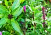 “The Magic of Basil: Unlocking Flavor and Fortune in Your Home Garden”