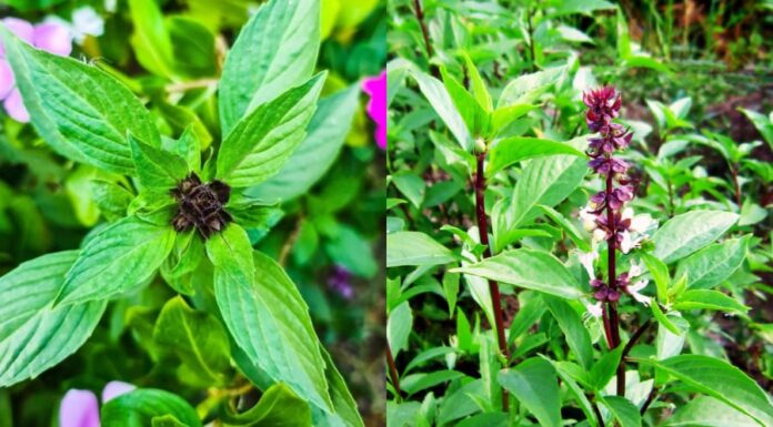 “The Magic of Basil: Unlocking Flavor and Fortune in Your Home Garden”