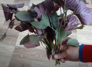 The Ultimate Guide to Growing Perilla at Home: Achieve Lush and Abundant Leaves for Year-Round Enjoyment