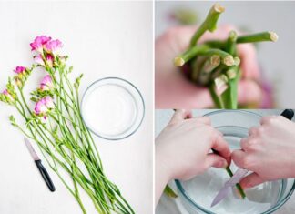 The Magic Ingredient for Vibrant, Long-Lasting Blooms.