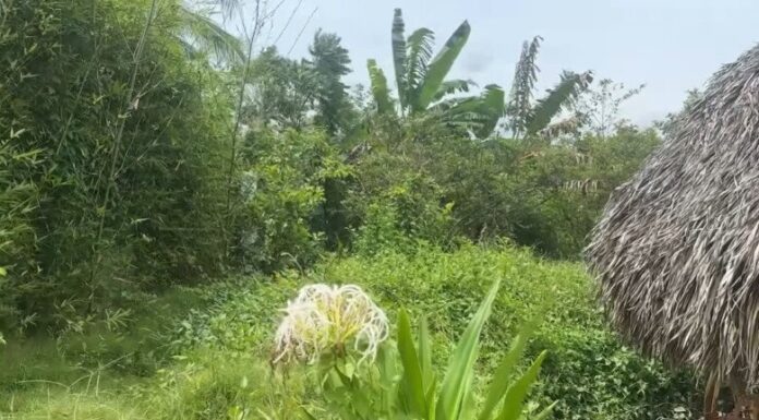 The Green-Fingered Duo’s Disappointing Discovery: Cát Tường and Her Father’s Once-Thriving Garden Now Lies in Ruins